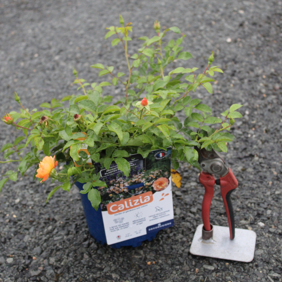 Rosier 'Calizia orange saumone '