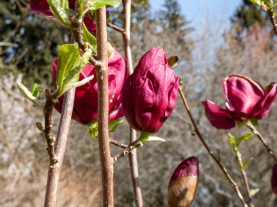Magnolia 'Genie'