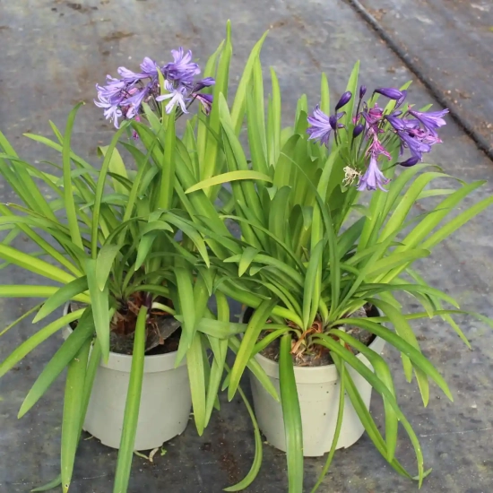 Agapanthe 'Poppin star'