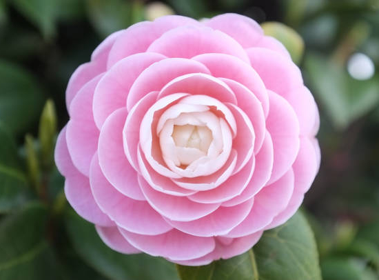 Camélia du japon 'Rose'
