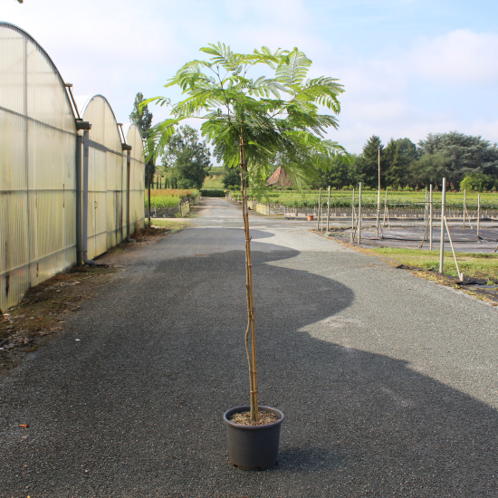 Arbre à soie 'Tropical dream'