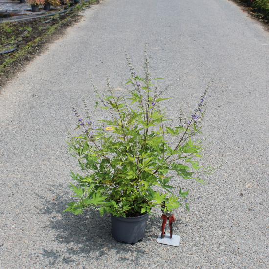 Arbre au poivre 'Laciniata'