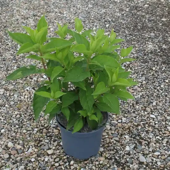 Hortensia paniculé 'Phantom' (Hydrangea paniculata) — Pot 3L, photo 8