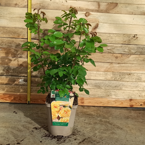 Rosier 'Chateau de cheverny '