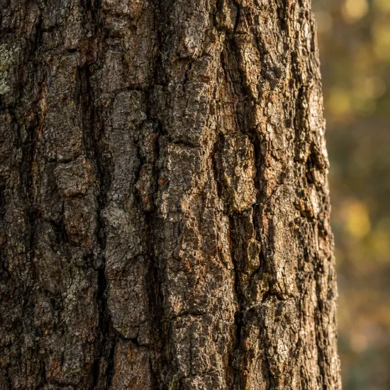 Chêne (Quercus) — gros plan sur écorce d arbre rugueuse · Photo d'illustration