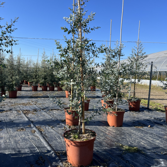 Eucalyptus à feuilles rondes 'Sylverana'