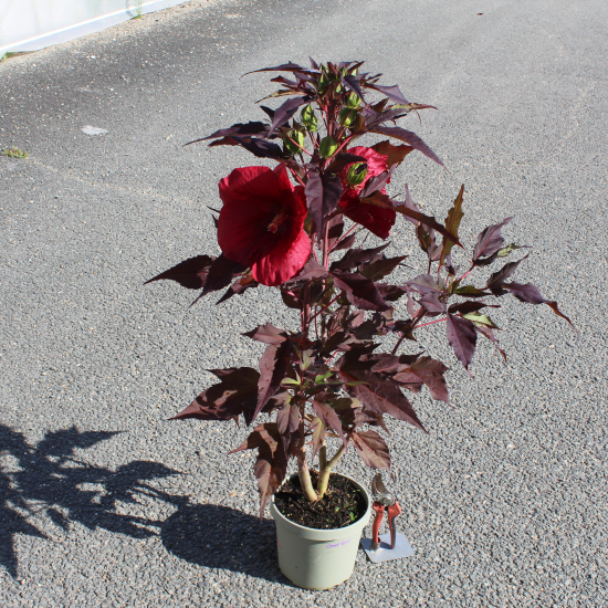 Hibiscus des marais 'Geant red'