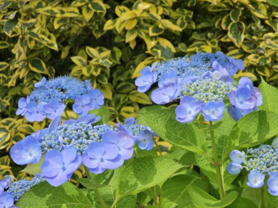 Hortensia 'Zorro bleu'