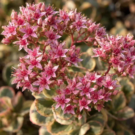 Orpin de siebold panaché 'Mediovariegatum' (Sedum sieboldii) — petites fleurs étoilées roses sur feuillage panaché · Photo d'illustration