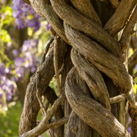 Glycine du japon (Wisteria floribunda) — gros plan de grosses tiges ligneuses torsadées