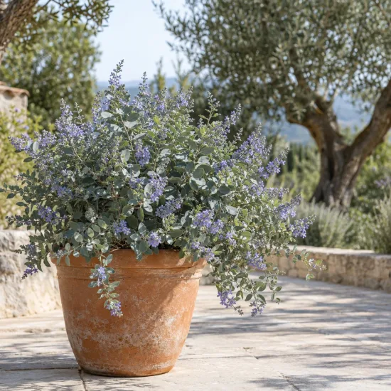 Véronique rampante à feuilles d'eucalyptus (Parahebe perfoliata) — plante buissonnante fleurie dans grand pot en terre · Photo d'illustration