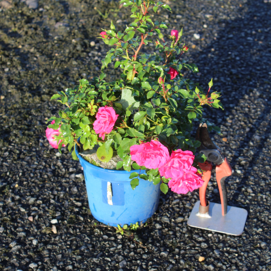 Rosier 'Emera rose fuchsia '