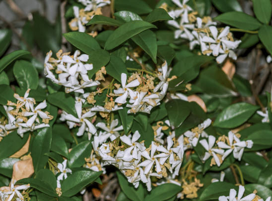 Faux-jasmin 'Select'