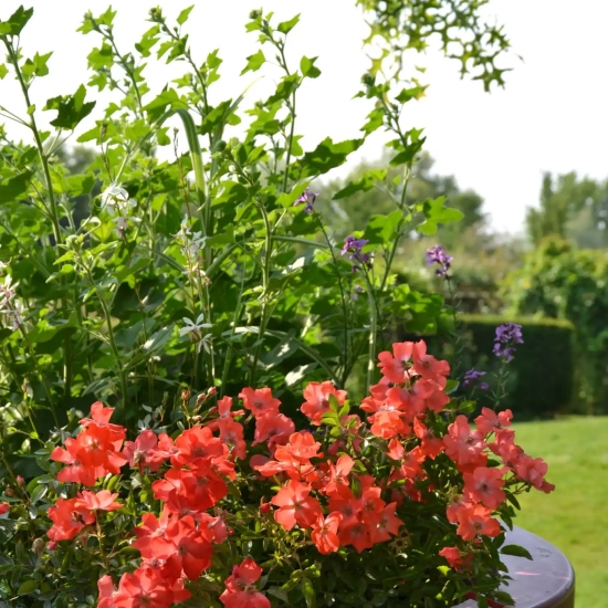 Rosier 'Isalia'