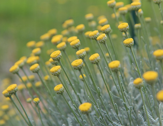 Santolina chamaecyparissus