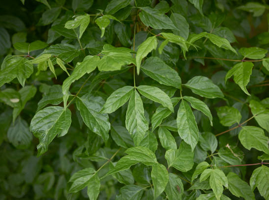 Érable à feuilles de frêne