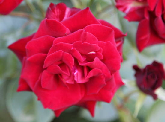 Rosier 'Eclat de rire - red folies '