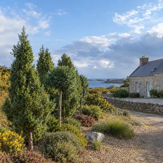 Genévrier de chine (Juniperus chinensis) — arbustes persistants taillés dans un jardin côtier