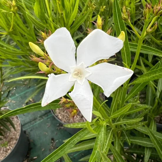 Laurier rose 'Neguev' (Nerium oleander) — gros plan sur fleur blanche et feuillage