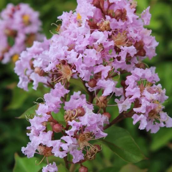 Lilas des indes 'Muskogee'