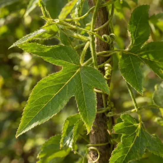 Plante grimpante (Passiflora antioquiensis) — feuilles vertes et vrilles en gros plan