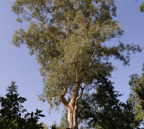 Eucalyptus rouge des rivières