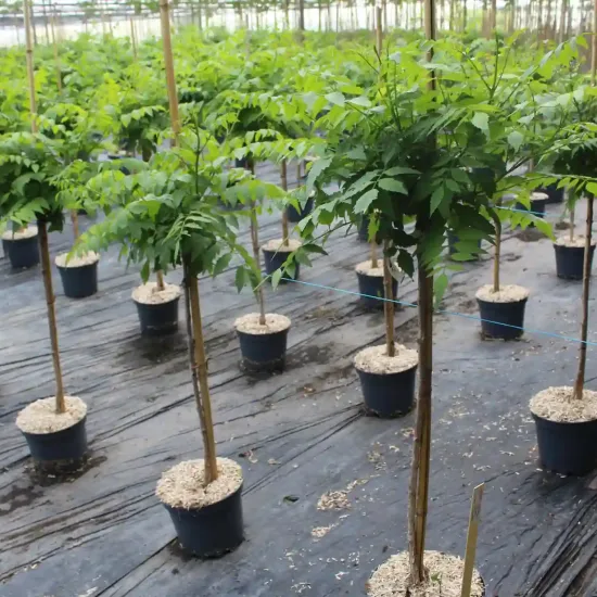Bignone 'Gold trumpet creeper' (Campsis tagliabuana) — jeunes arbres tige en pot alignés sous serre · Pot 7.5L Tige