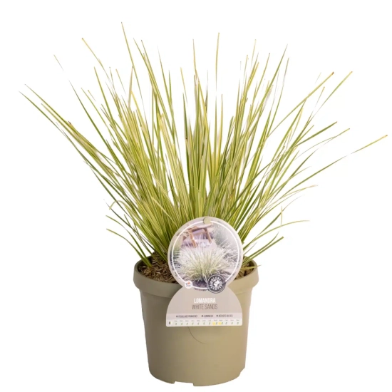 Lomandra 'White sands'