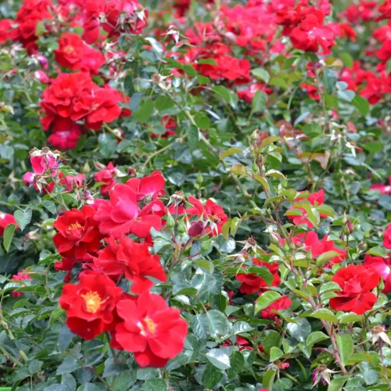 Rosier 'New vesuvia rouge '