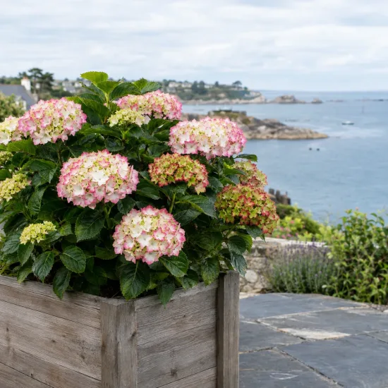 Hortensia 'So long sunny' (Hydrangea) — arbuste fleuri en bac bois sur terrasse côtière · Photo d'illustration