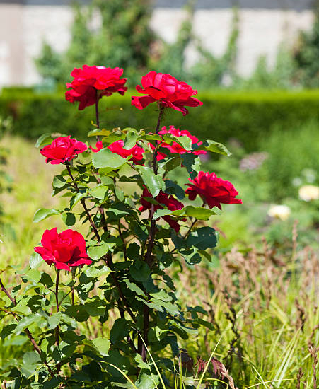 Rosier 'Palais des papes '