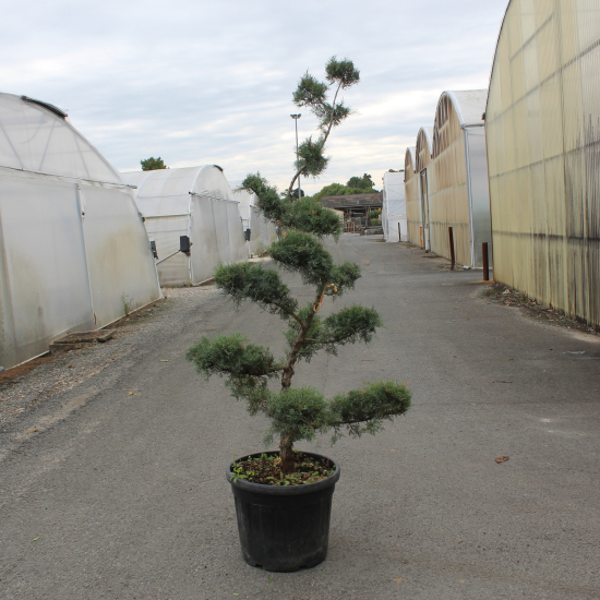 Genévrier de pfitzer 'Pfitzeriana glauca'