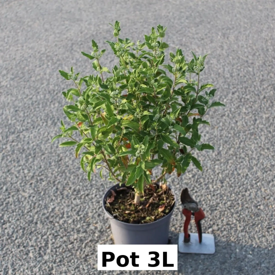 Caryopteris Grand Bleu