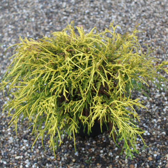 Cyprès sawara 'Sungold'