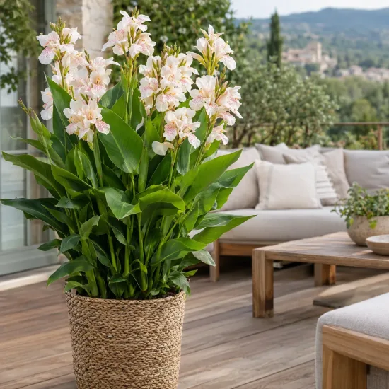 Canna (Canna niagara) — grand plant feuillu fleuri sur terrasse aménagée · Photo d'illustration