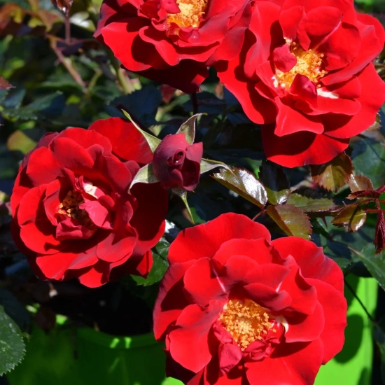 Rosier 'New vesuvia rouge '