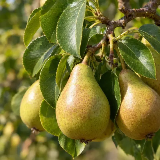 Poirier 'Coscia' (Pyrus communis) — gros plan sur plusieurs poires mûres sur branche