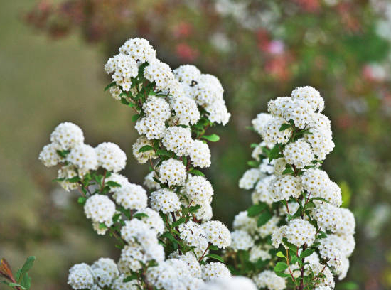 Spirée arbustive du japon 'Snowmound'