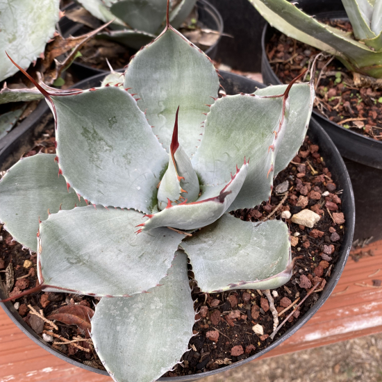 Agave de parry ' truncata selection'