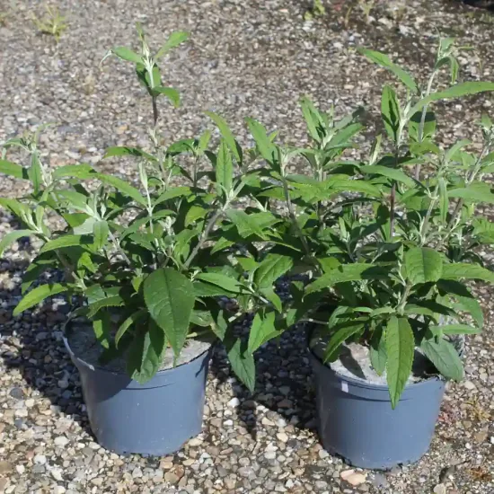 Arbre aux papillons 'delight rose' (Buddleia davidii) — deux jeunes arbustes verts en pot sur gravier · Pot 3L