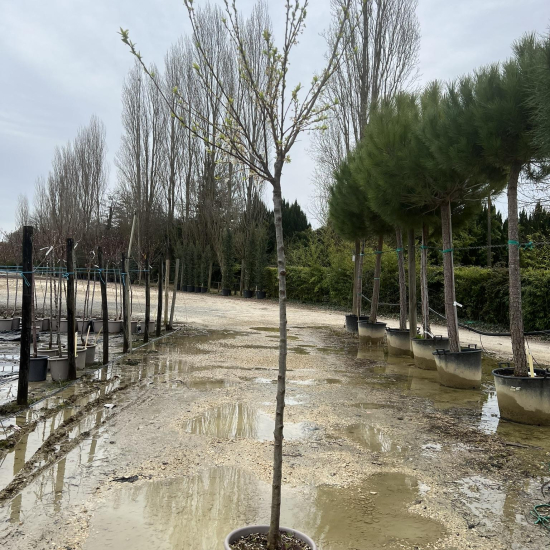 Pluot 'Flavor supreme'