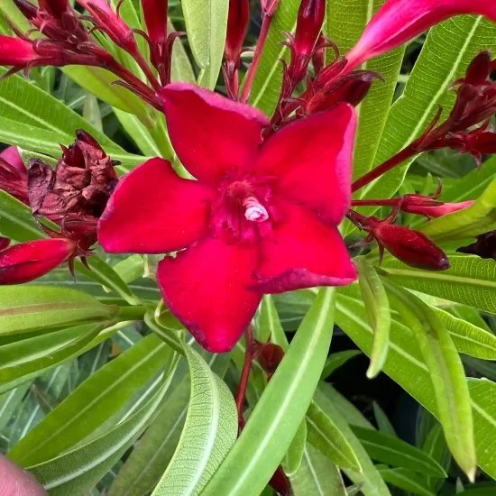 Laurier rose 'N° 6' (Nerium oleander)