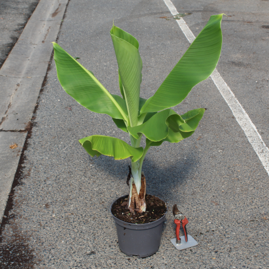 Bananier japonais 'Glaucum'