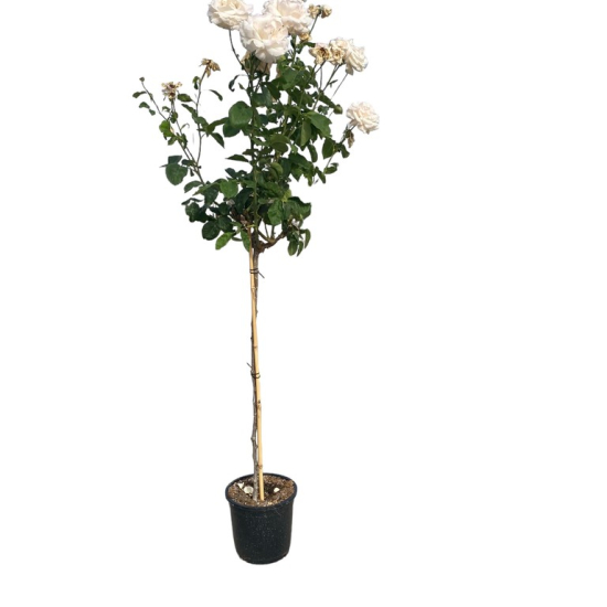 Rosier tige blanc
