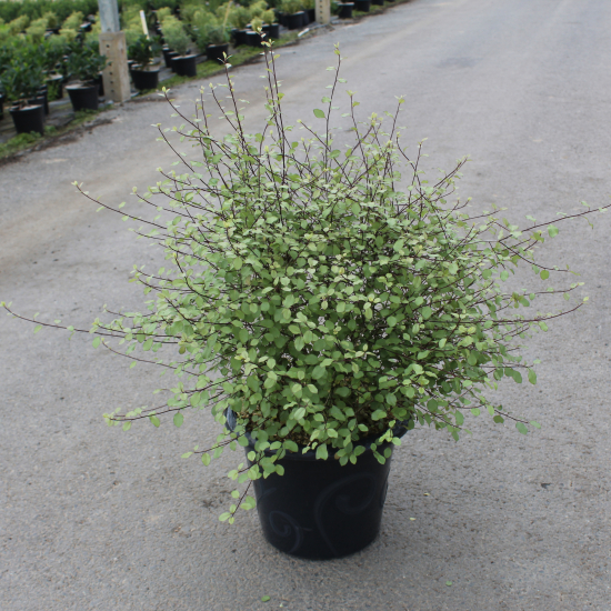 Pittospore 'Green elfe'