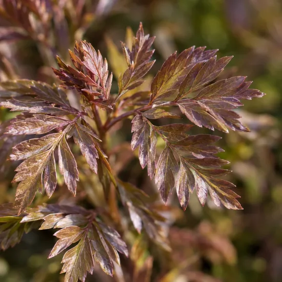 Valériane 'Polbress' (Polemonium caeruleum) — gros plan sur feuillage fin brun cuivré · Photo d'illustration
