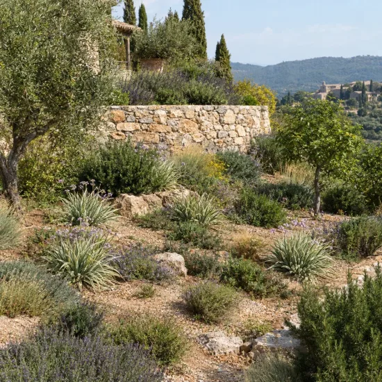 Tulbaghie 'Variegata' (Tulbaghia violacea) — massif méditerranéen en terrasses avec arbustes · Photo d'illustration