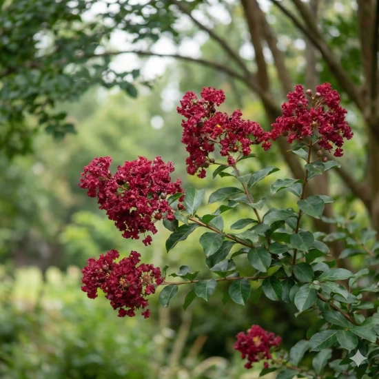 Lilas des indes 'Maroon star'