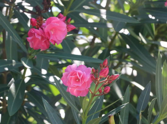 Laurier-rose 'Cavalaire'
