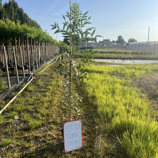 Frêne à feuilles étroites 'Raywood'